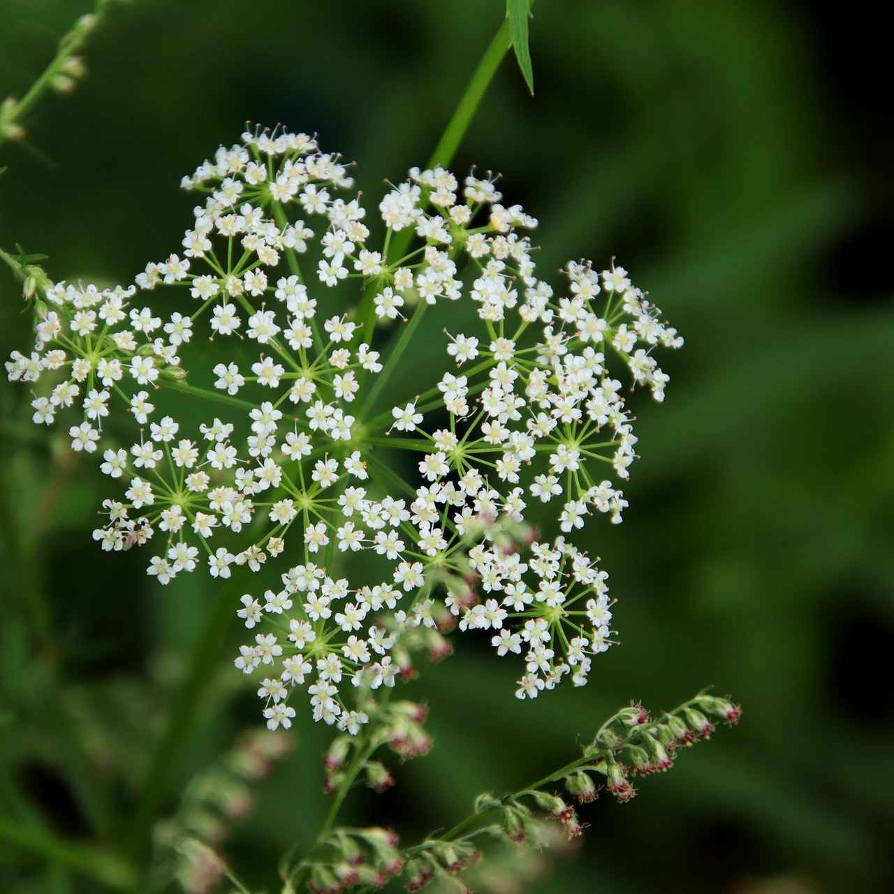 Exploring the Cognitive Support of Bacopa Monnieri Extracts 6 Recommended Dosages and Forms