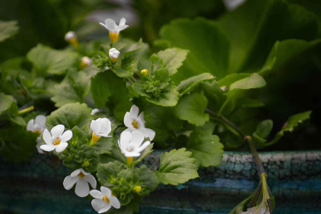 Exploring the Cognitive Support of Bacopa Monnieri Extracts 4 How Bacopa Monnieri Supports Memory