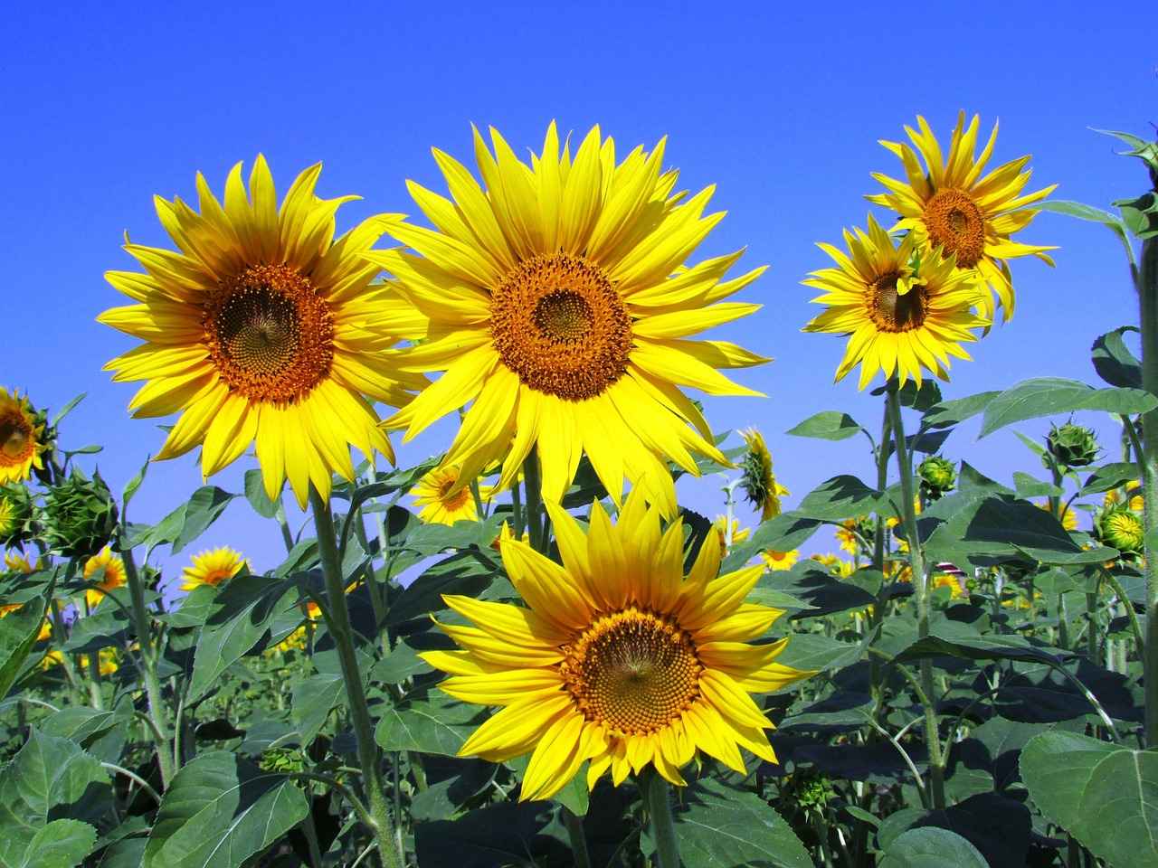 Exploring the Connection Between Sunflower Lecithin and Brain Health 2 Key Nutrients in Sunflower Lecithin