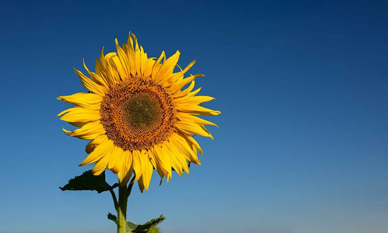 Exploring the Connection Between Sunflower Lecithin and Brain Health 3 Benefits of Sunflower Lecithin for Brain Health