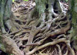 Exploring the Digestive Benefits of Marshmallow Root Exploring the Digestive Benefits of Marshmallow Root