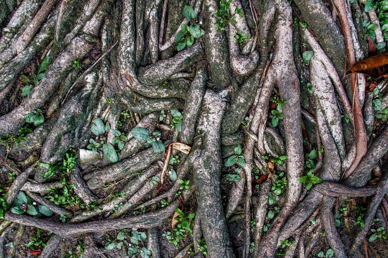 Exploring the Digestive Benefits of Marshmallow Root 6 Conclusion: Harnessing the Power of Marshmallow Root