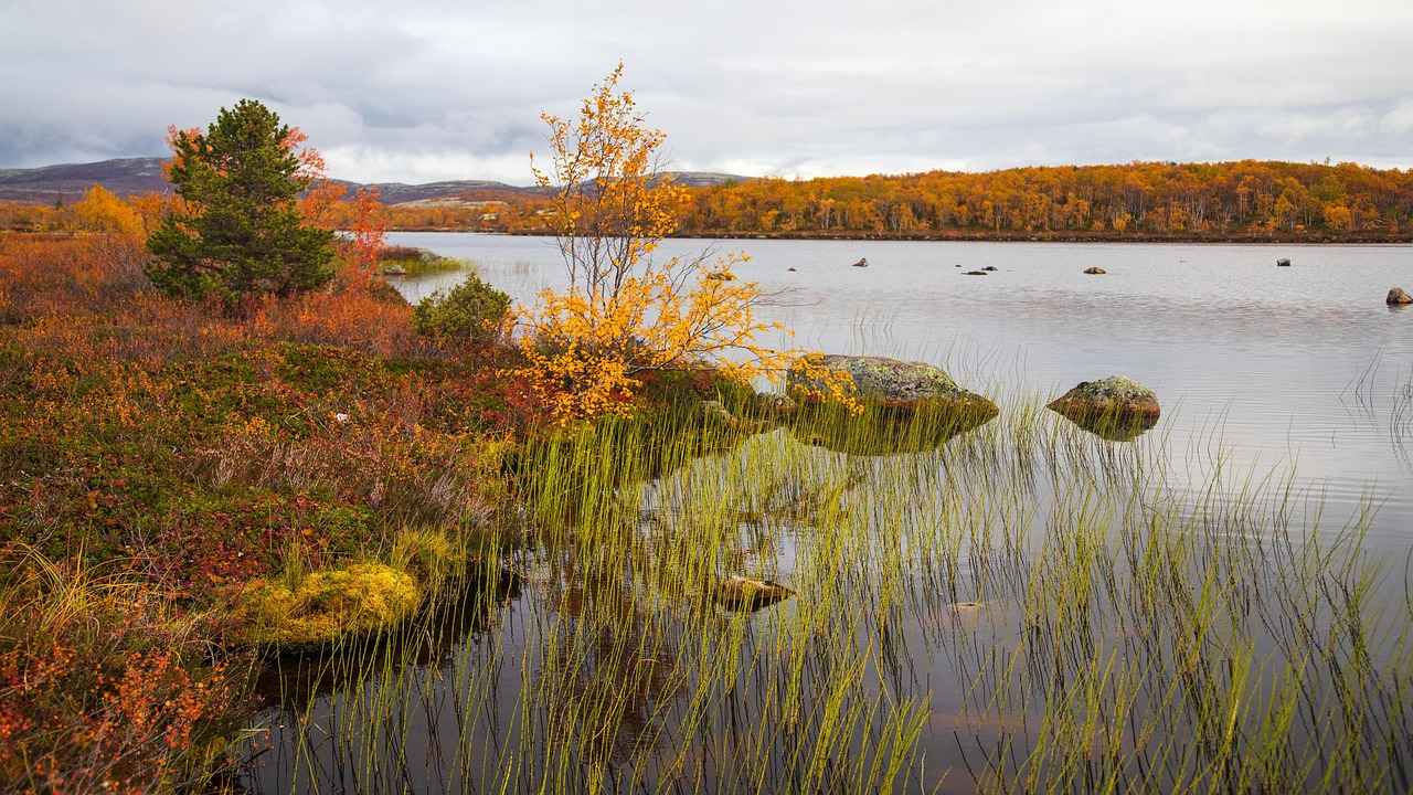 Exploring the Energy-Enhancing Properties of Kola Nut 1 The History of Kola Nut