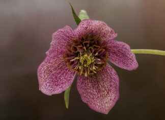 Exploring the Healing Properties of Arnica Montana Exploring the Healing Properties of Arnica Montana