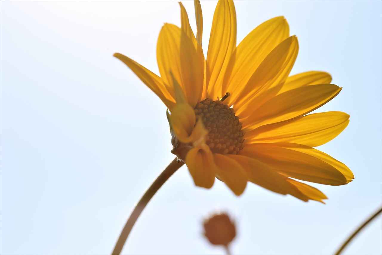 Exploring the Healing Properties of Arnica Montana 1 What is Arnica Montana?