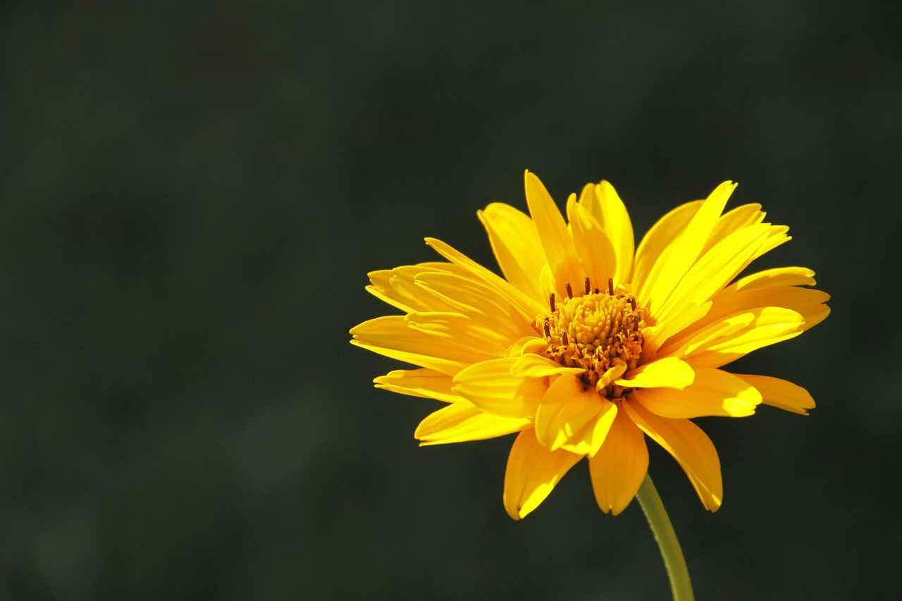 Exploring the Healing Properties of Arnica Montana 2 Historical Uses of Arnica Montana