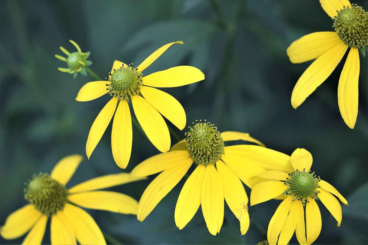 Exploring the Healing Properties of Arnica Montana 3 How to Use Arnica Montana Safely