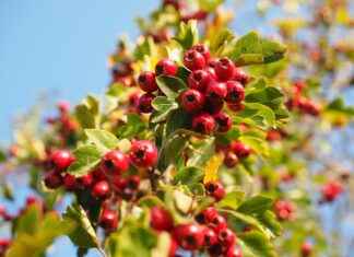 Exploring the Heart-Healthy Effects of Hawthorn Extract Exploring the Heart-Healthy Effects of Hawthorn Extract
