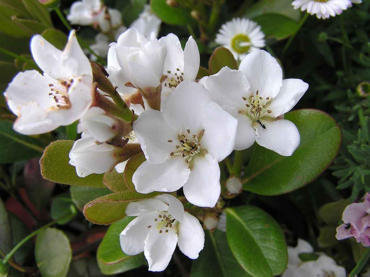 Scientific Research on Hawthorn Extract