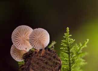 Exploring the Immune-Supportive Role of Mushroom Complexes Exploring the Immune-Supportive Role of Mushroom Complexes