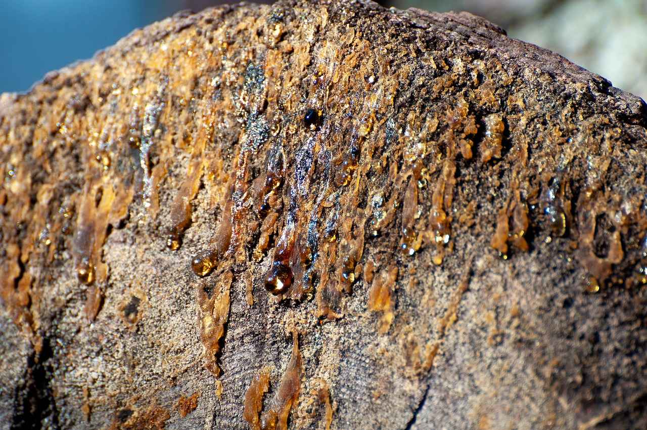 Exploring the Joint Comforting Effects of Boswellia Resin 4 Conclusion: The Future of Boswellia Resin in Joint Health