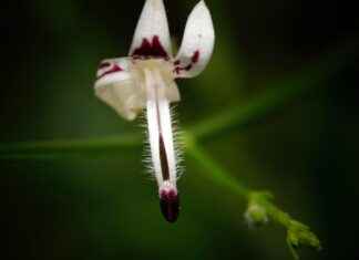 Exploring the Liver-Protective Benefits of Andrographis Exploring the Liver-Protective Benefits of Andrographis