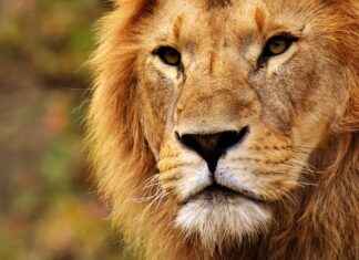 Exploring the Memory-Enhancing Effects of Lion’s Mane Exploring the Memory-Enhancing Effects of Lion’s Mane