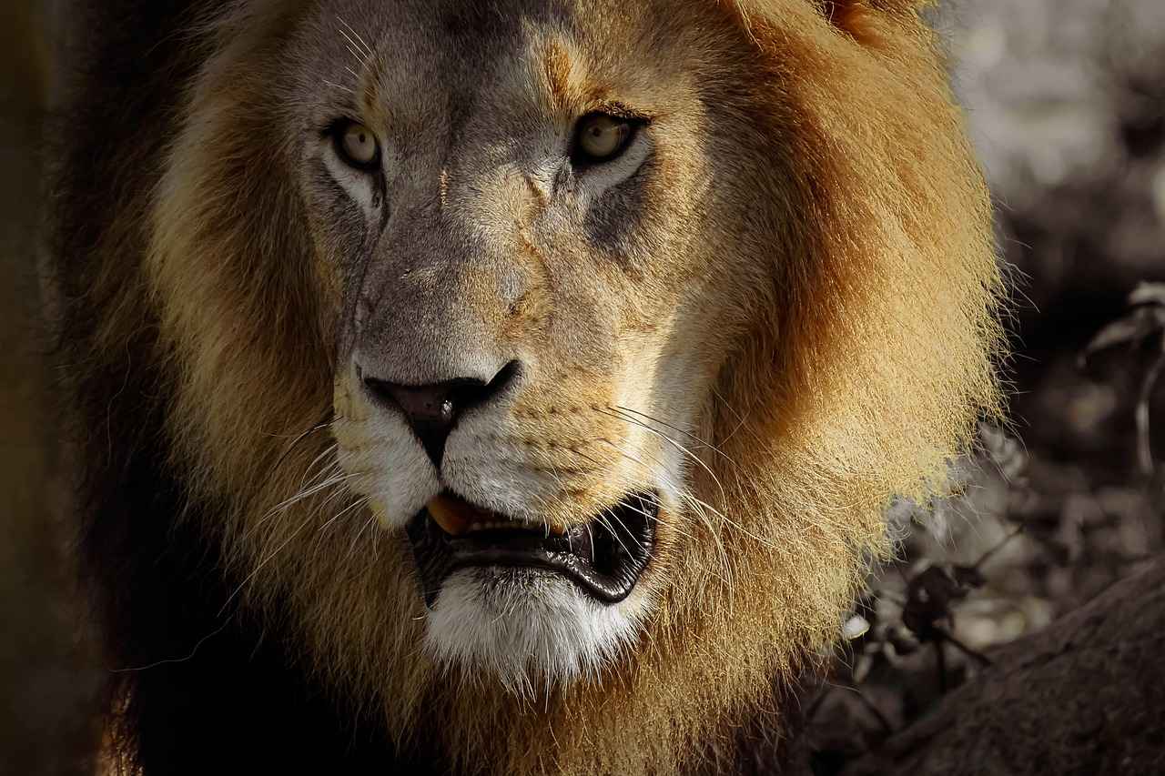 Exploring the Memory-Enhancing Effects of Lion’s Mane 1 What is Lion’s Mane Mushroom?