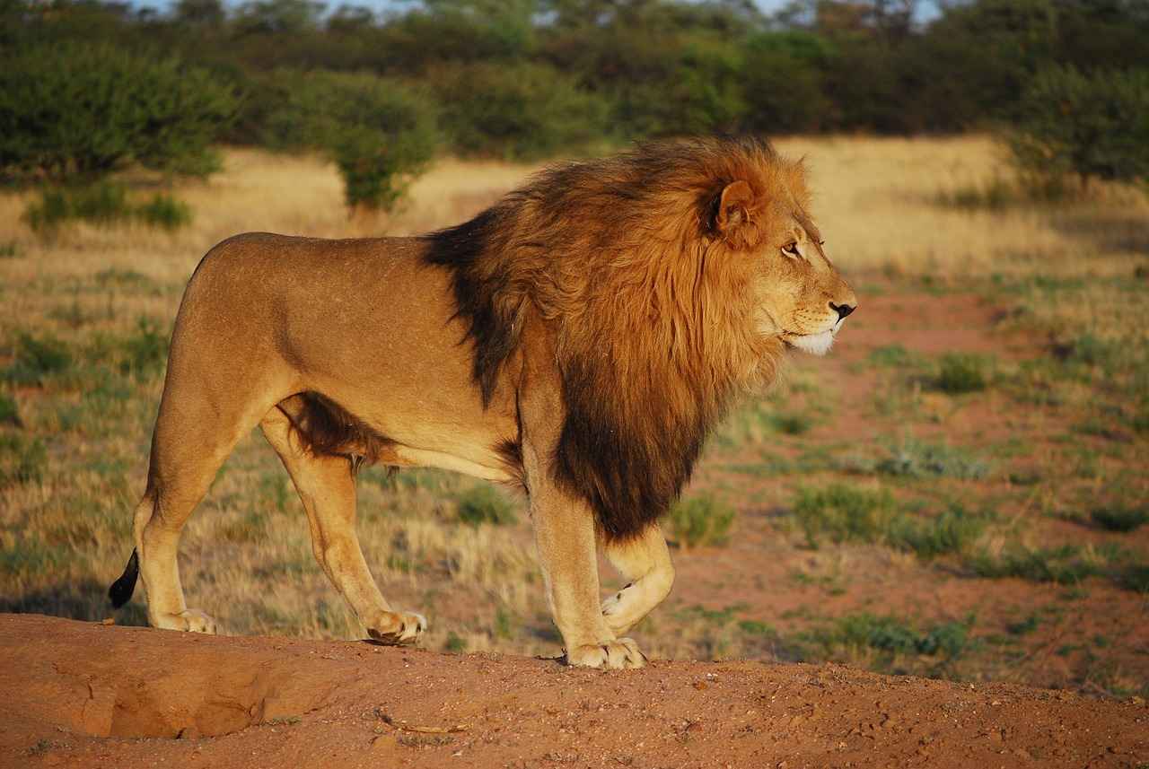 Exploring the Memory-Enhancing Effects of Lion’s Mane 4 How to Incorporate Lion’s Mane into Your Diet