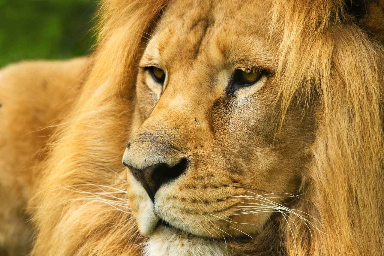 Exploring the Memory-Enhancing Effects of Lion’s Mane 5 Potential Side Effects and Considerations