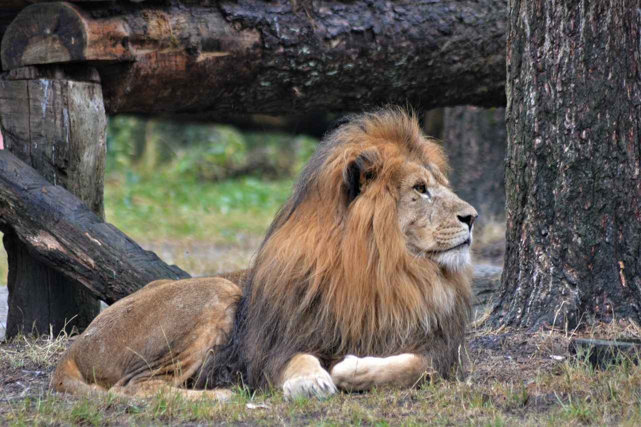 Exploring the Memory-Enhancing Effects of Lion’s Mane 6 Conclusion: The Promise of Lion’s Mane