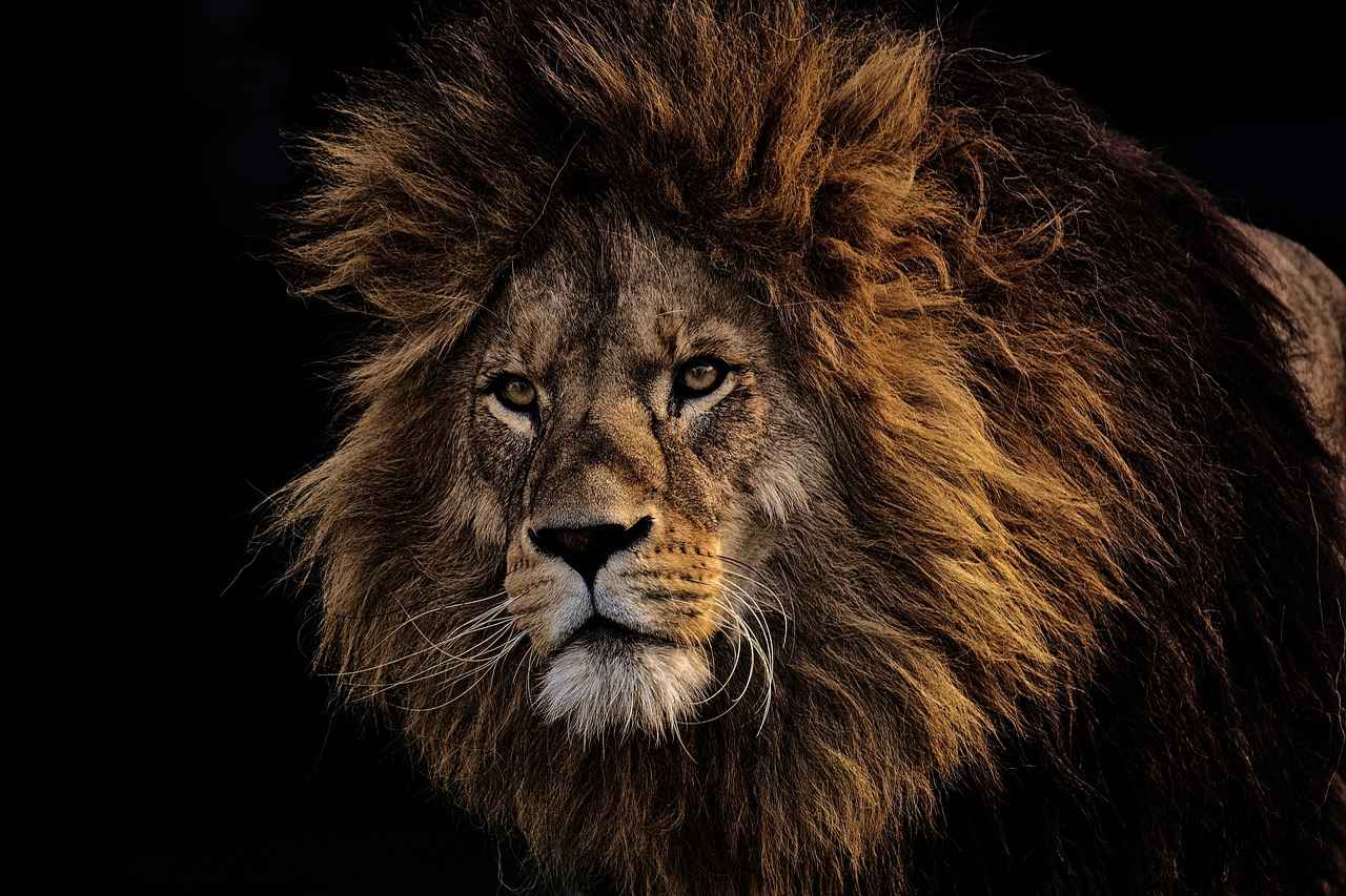 Exploring the Memory-Enhancing Effects of Lion’s Mane 3 Scientific Research on Lion’s Mane