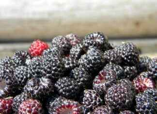 Exploring the Metabolism Boost with Raspberry Ketones Exploring the Metabolism Boost with Raspberry Ketones