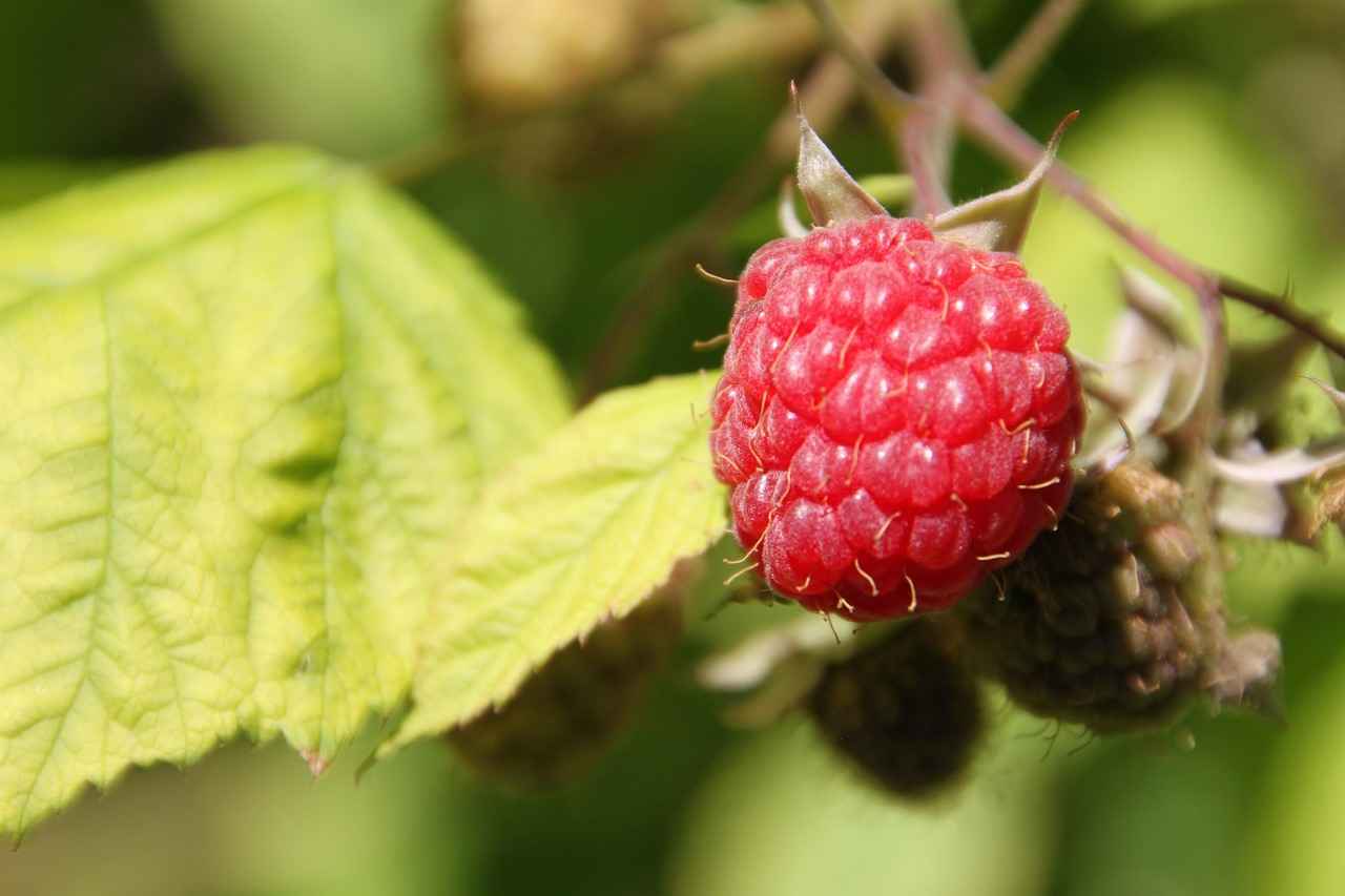 Exploring the Metabolism Boost with Raspberry Ketones 5 Potential Side Effects of Raspberry Ketones