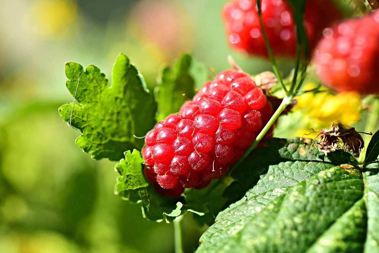 Exploring the Metabolism Boost with Raspberry Ketones 2 How Do Raspberry Ketones Work?