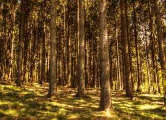 Exploring the Mood Balancing Benefits of Inositol Supplements Exploring the Mood Balancing Benefits of Inositol Supplements