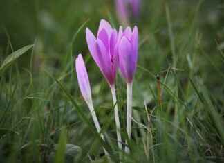 Exploring the Mood-Boosting Effects of Saffron Supplements Exploring the Mood-Boosting Effects of Saffron Supplements