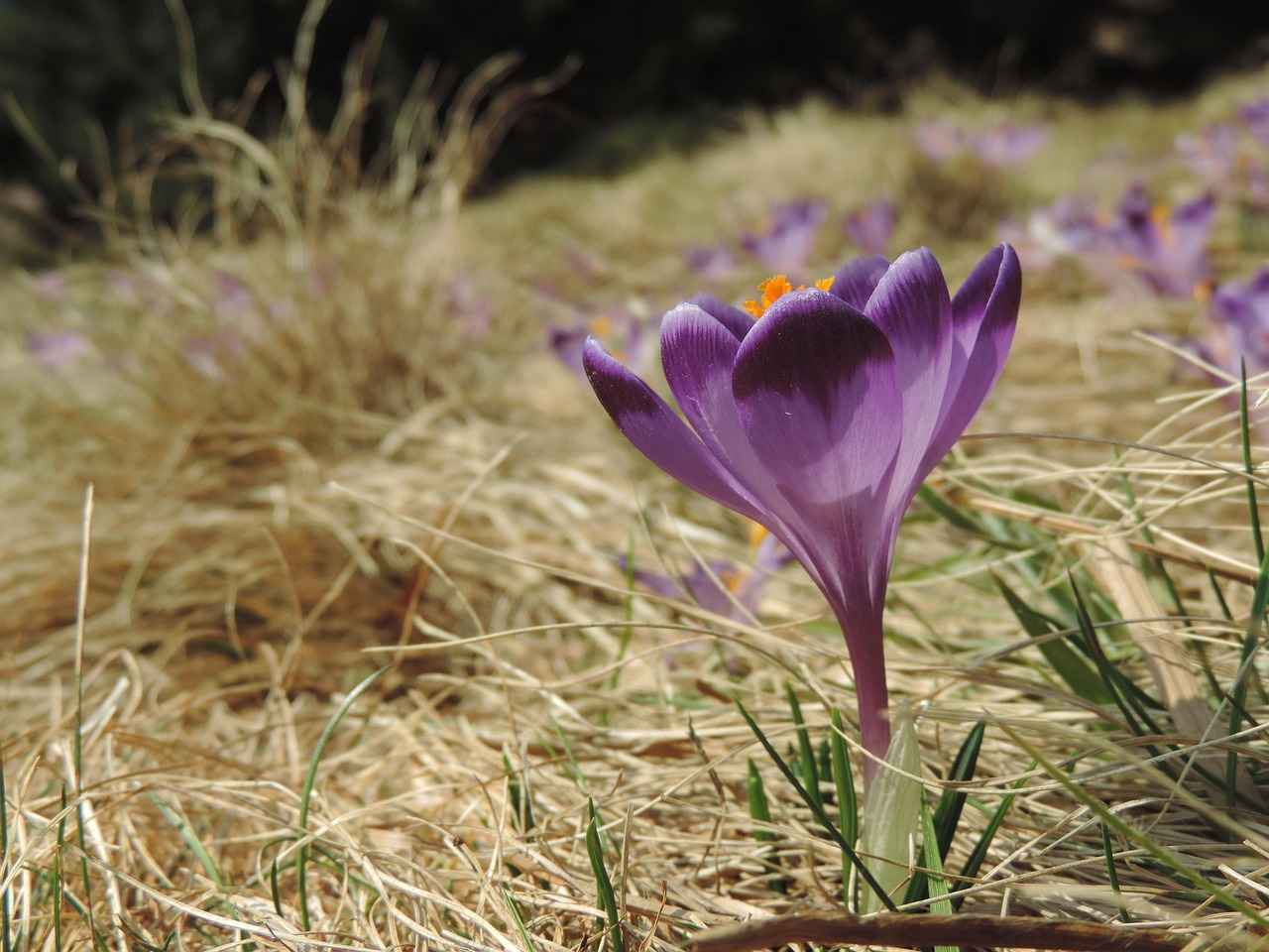 Exploring the Mood-Boosting Effects of Saffron Supplements 1 What is Saffron and How Does It Work?