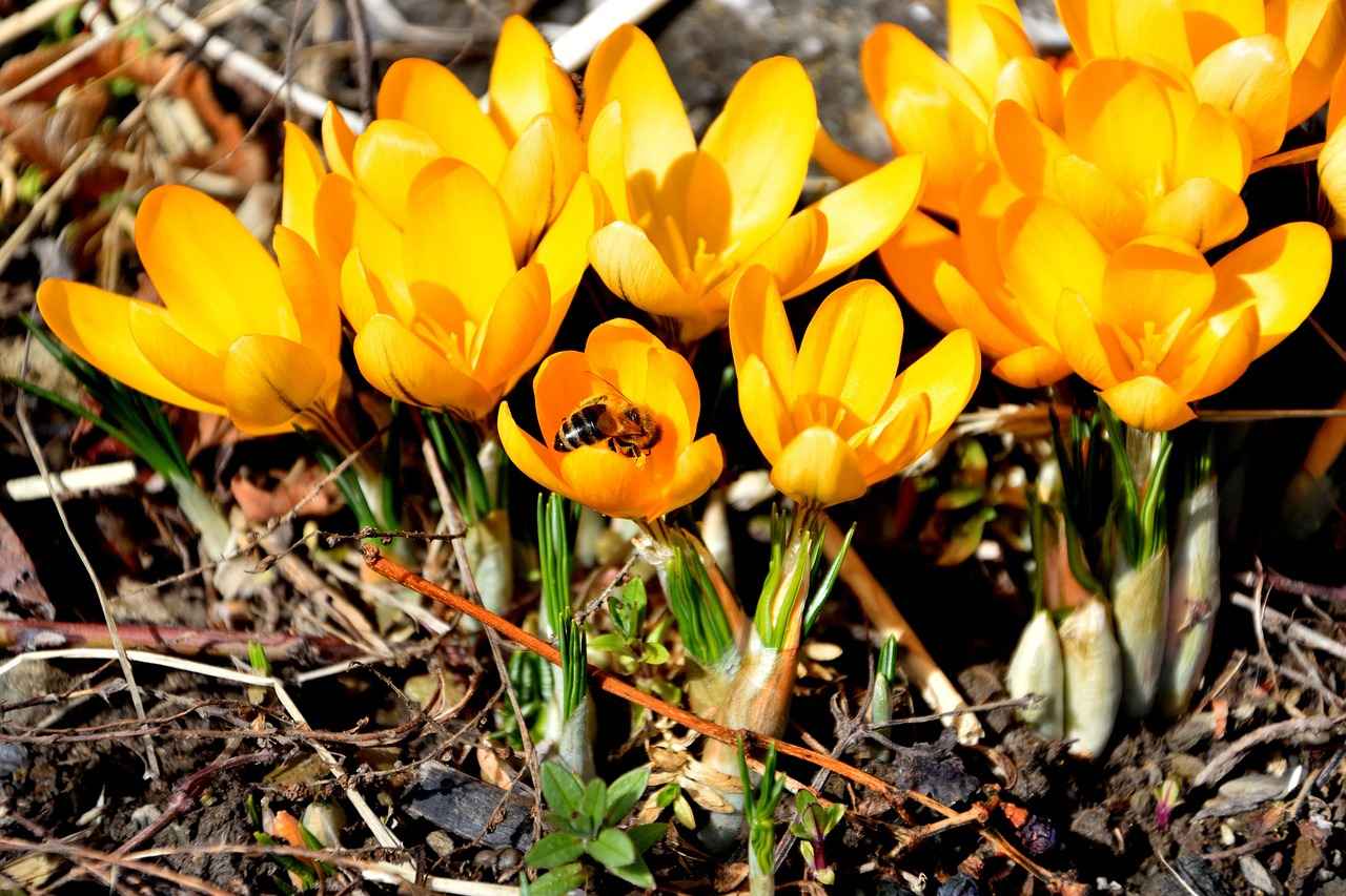 Exploring the Mood-Boosting Effects of Saffron Supplements 2 The Science Behind Saffron's Mood-Boosting Properties