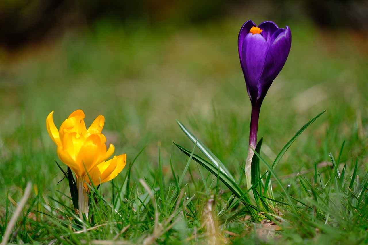 Exploring the Mood-Boosting Effects of Saffron Supplements 3 How to Incorporate Saffron into Your Diet