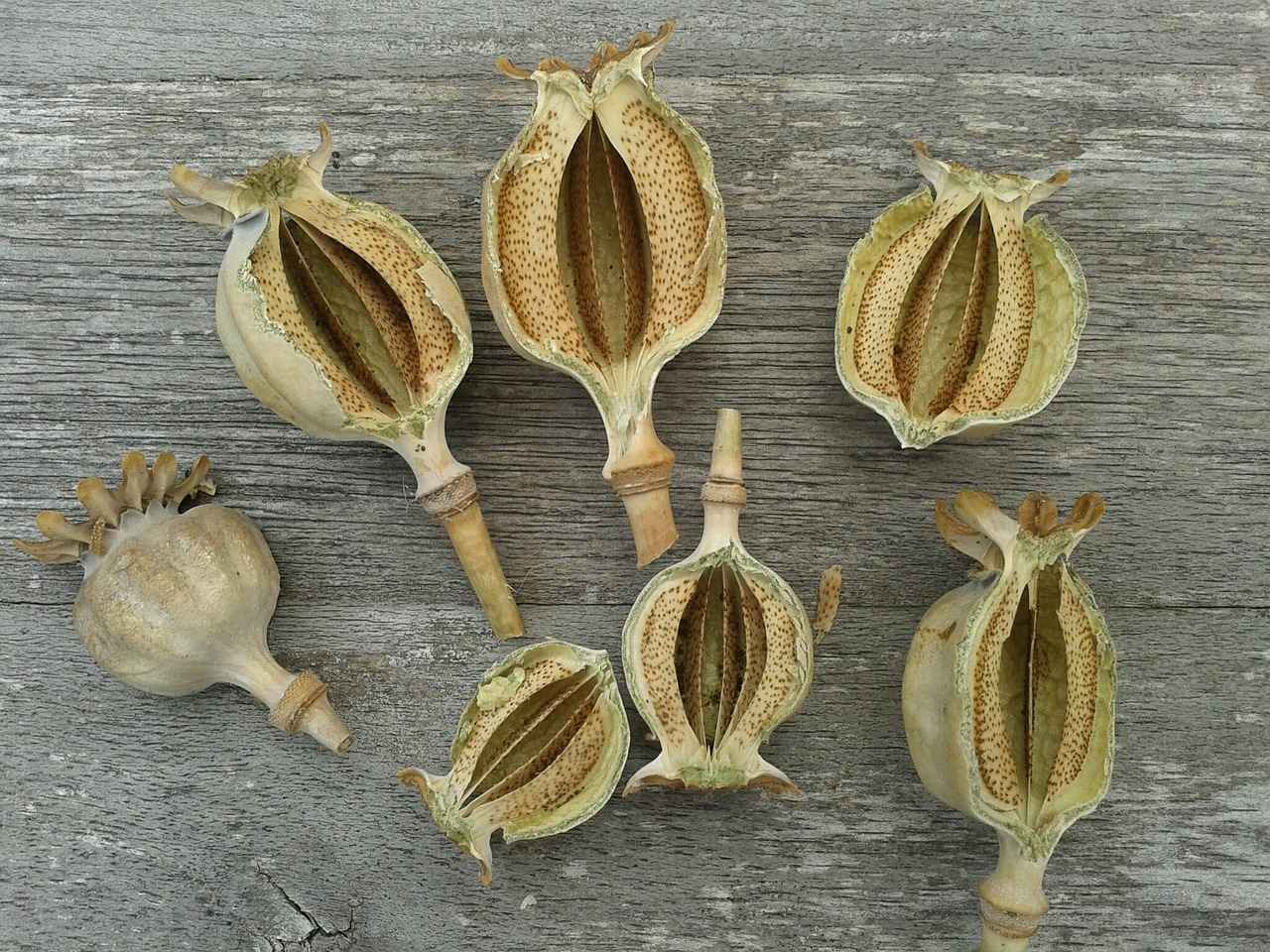 Exploring the Mood Stabilizing Properties of Griffonia Seed Extract 3 Scientific Research on Griffonia Seed Extract