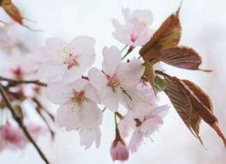 Exploring the Muscle Recovery Benefits of Tart Cherry Exploring the Muscle Recovery Benefits of Tart Cherry