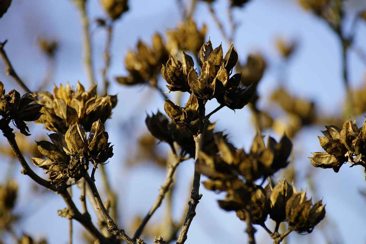 Exploring the Nutritional Benefits of Chia Seeds 1 What Are Chia Seeds?