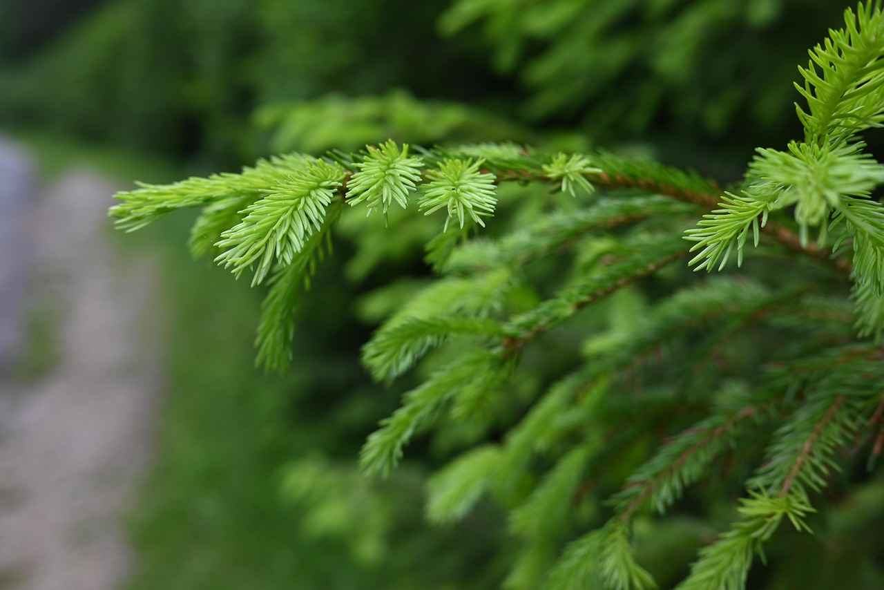 Exploring the Role of Boron in Bone Health 1 The Importance of Boron for Bone Health