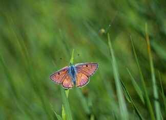 Exploring the Role of Copper in Antioxidant Support Exploring the Role of Copper in Antioxidant Support