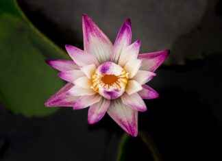 Exploring the Skin Health Benefits of Lutein Supplements Exploring the Skin Health Benefits of Lutein Supplements