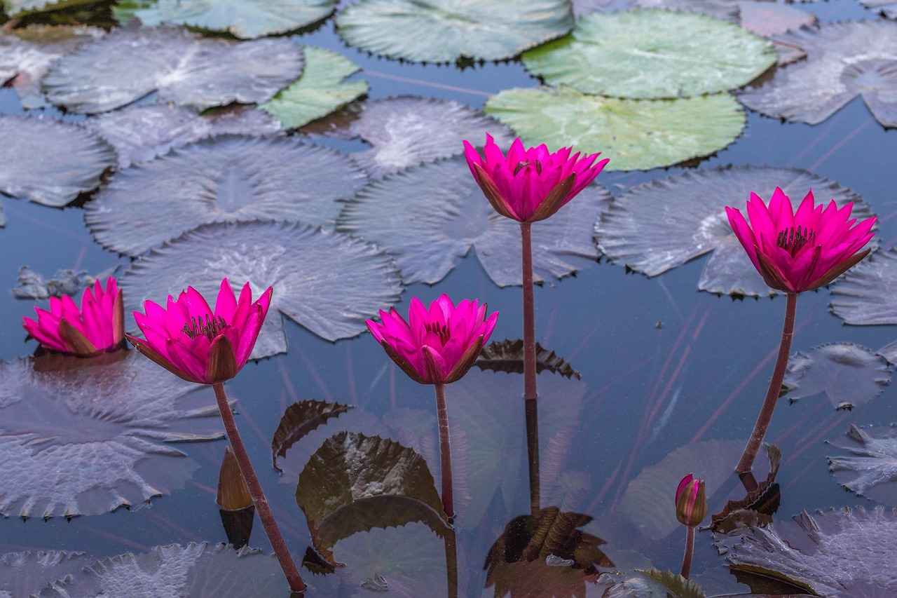 Exploring the Skin Health Benefits of Lutein Supplements 1 What is Lutein?