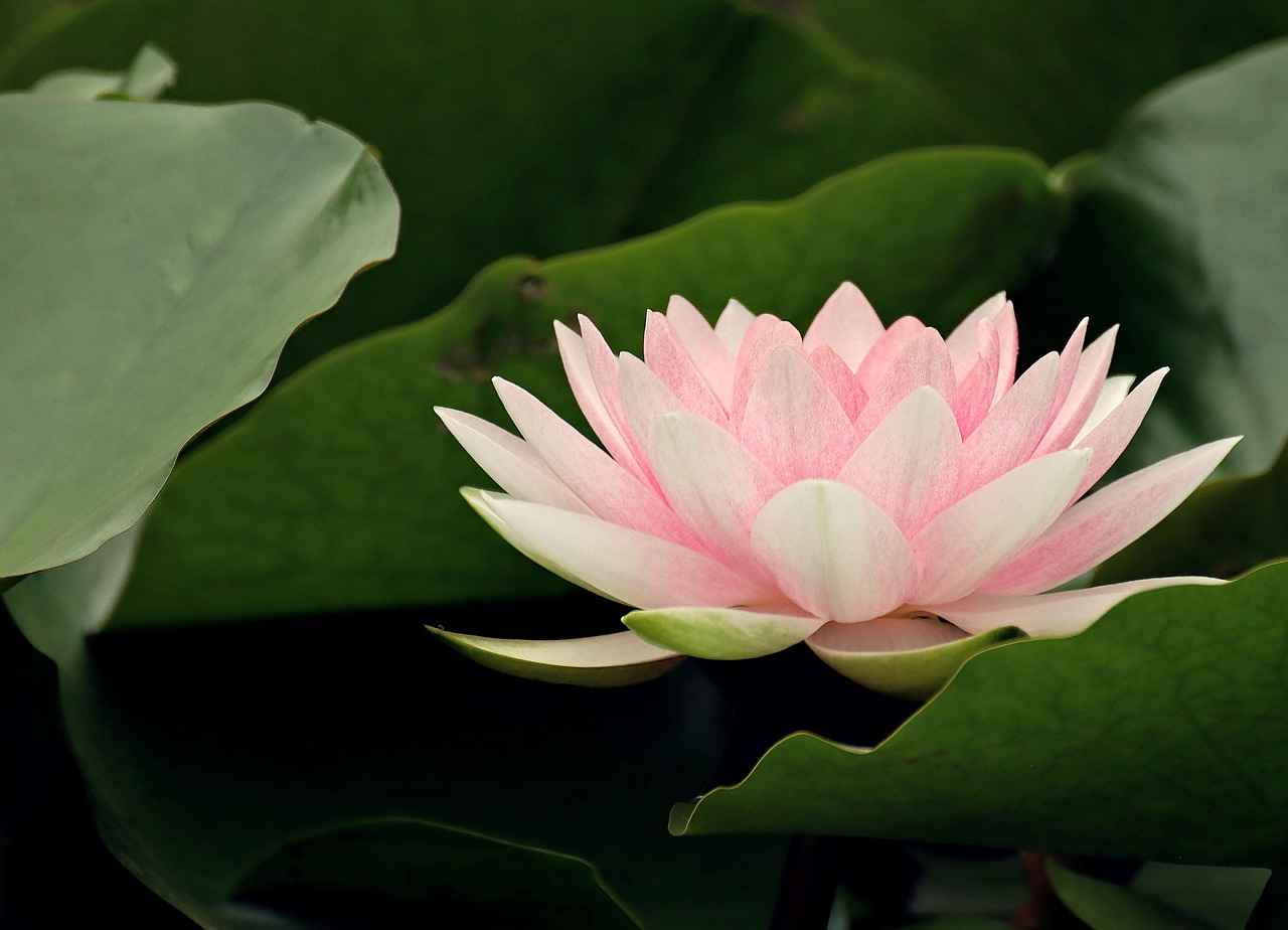 Exploring the Skin Health Benefits of Lutein Supplements 4 How to Incorporate Lutein into Your Skincare Routine