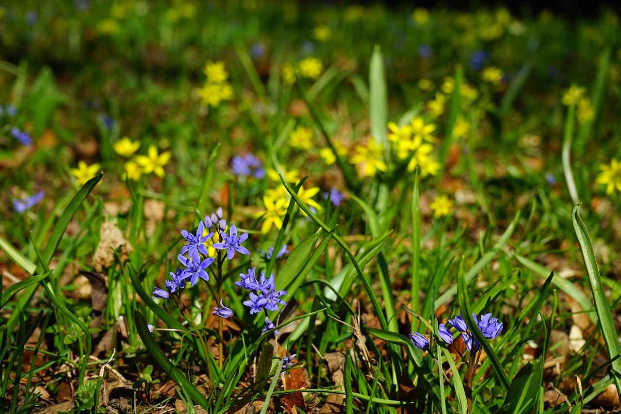 Exploring the Skin Health Benefits of Lutein Supplements 3 Sources of Lutein