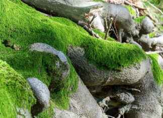 Exploring the Stress Adaptive Benefits of Eleuthero Root Exploring the Stress Adaptive Benefits of Eleuthero Root