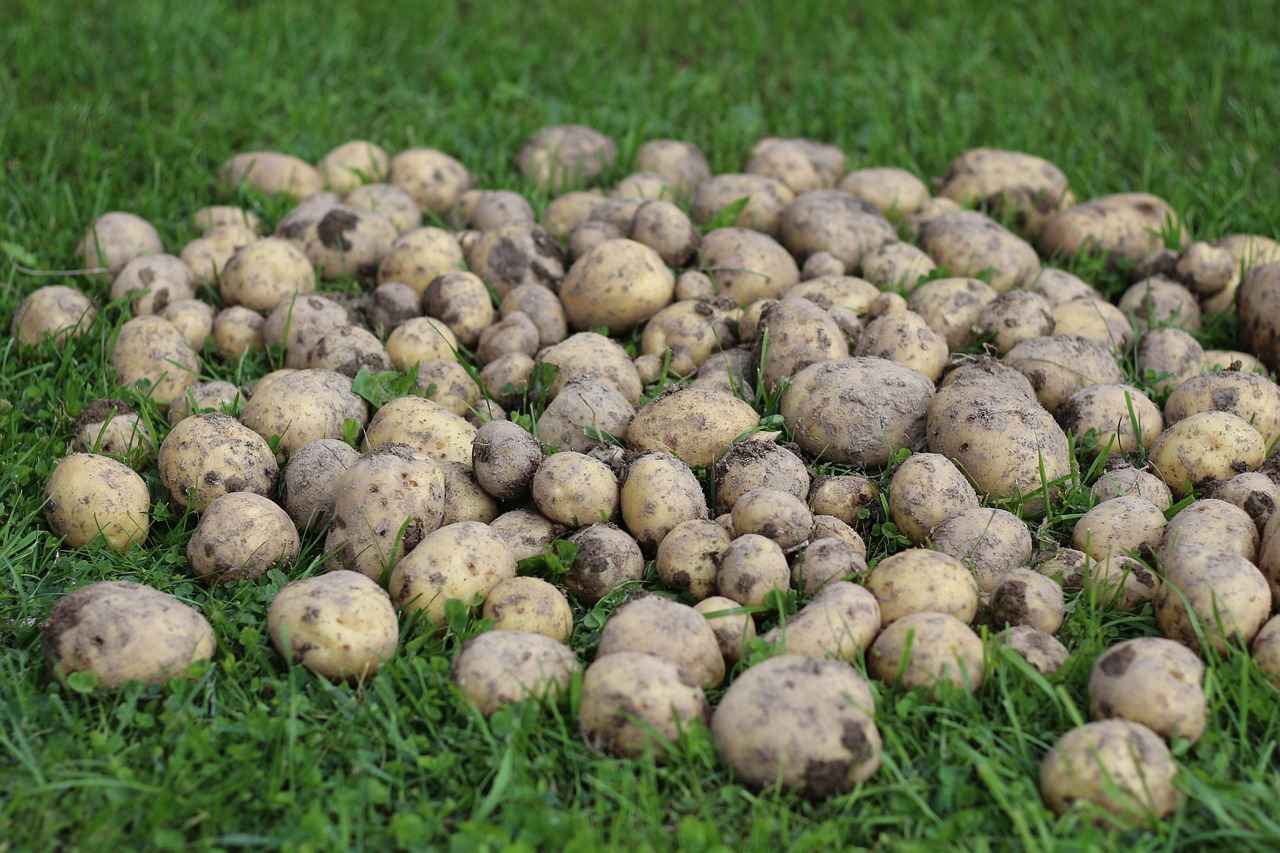 Exploring the Stress Adaptive Benefits of Eleuthero Root 1 What is Eleuthero Root?