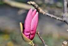 Exploring the Stress-Alleviating Power of Magnolia Bark Exploring the Stress-Alleviating Power of Magnolia Bark