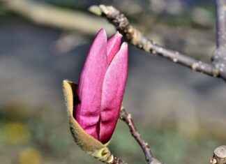 Exploring the Stress-Alleviating Power of Magnolia Bark Exploring the Stress-Alleviating Power of Magnolia Bark