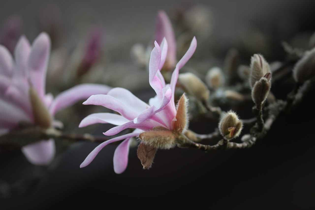 What is Magnolia Bark?