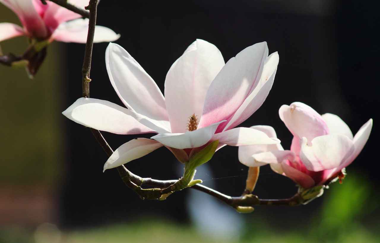Health Benefits of Magnolia Bark