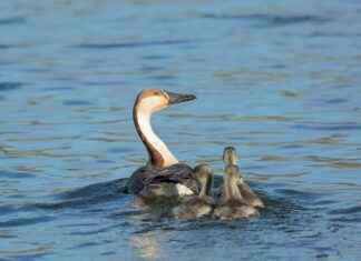 Exploring the Thyroid-Supportive Properties of Selenium Exploring the Thyroid-Supportive Properties of Selenium