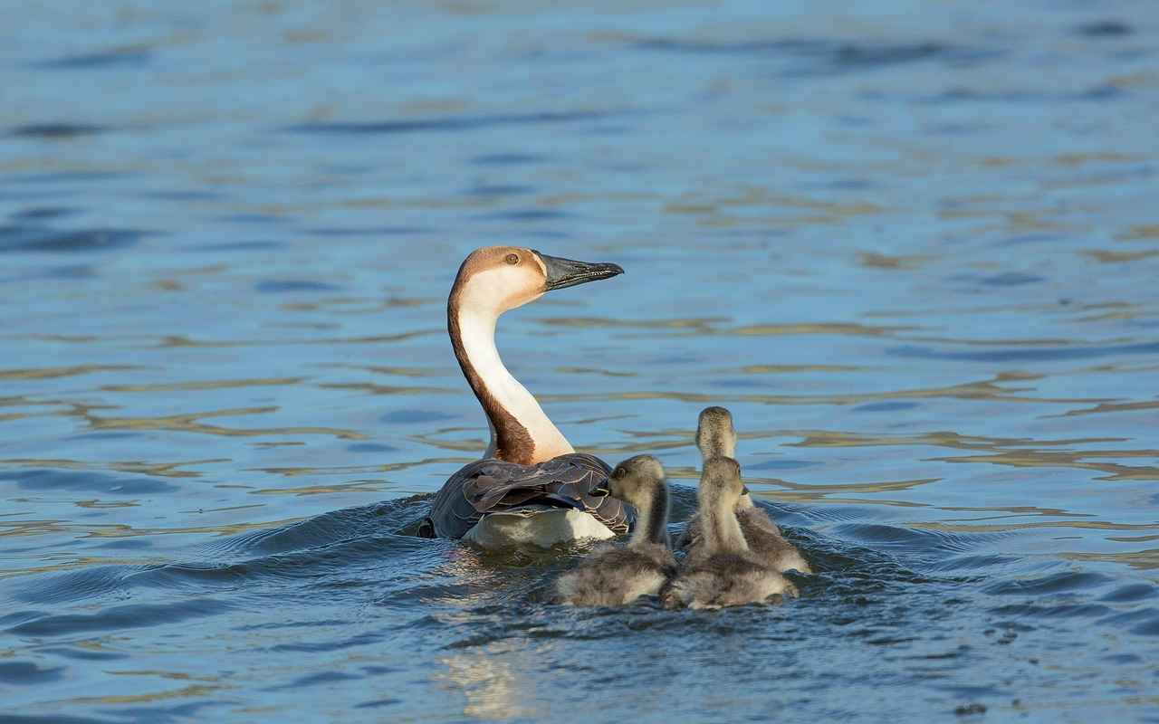 Exploring the Thyroid-Supportive Properties of Selenium 4 Health Implications of Selenium Deficiency