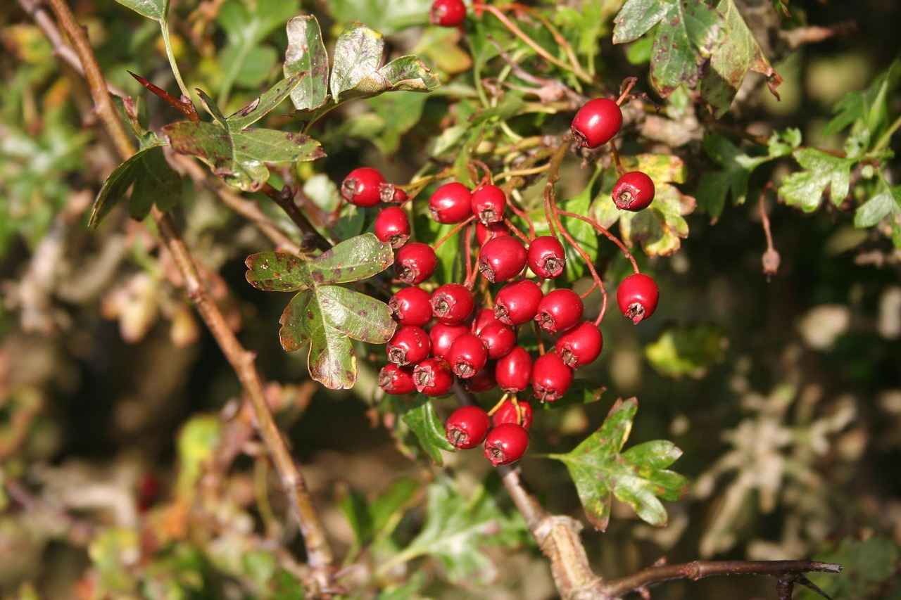Historical Uses of Hawthorn Berry