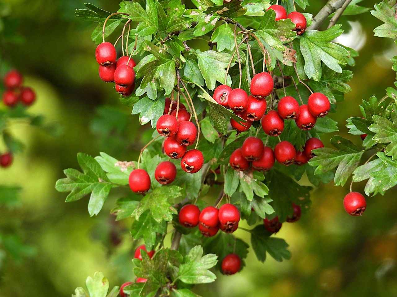 Health Benefits of Hawthorn Berry