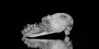 Faja Shapewear Guide: Does It Really Work? Faja Shapewear Guide: Does It Really Work?